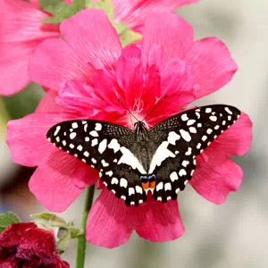 Pierwsza wizyta w Motylarni – czego się spodziewać?