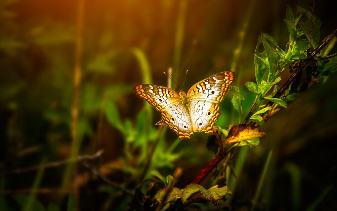 Cykl życia motyli – fascynujące życie motyla