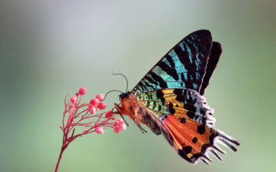 Najpiękniejsze motyle świata w Motylarni Rozewie – fascynujące gatunki