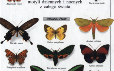 Motyle egzotyczne – nazwy, budowa, gatunki
