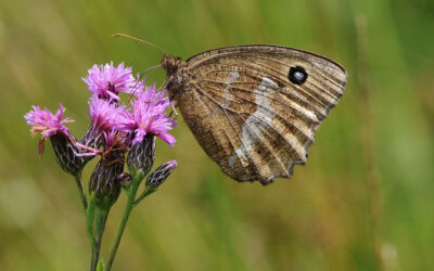 Najrzadsze motyle w Polsce