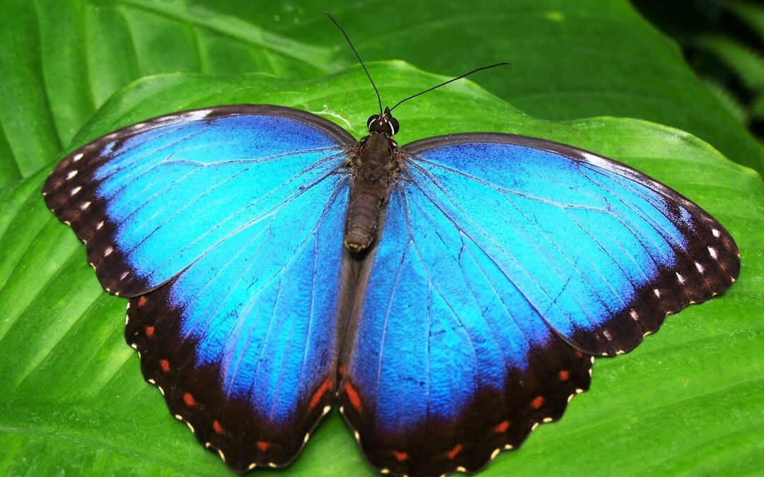 morpho peleides