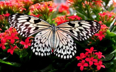 Spacer z motylami – niesamowite atrakcje dla wszystkich