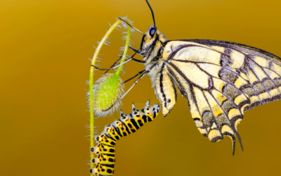 Gąsienice motyli — wszystko, co musisz wiedzieć 