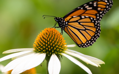 Jakie znaczenie w przyrodzie ma motyl?