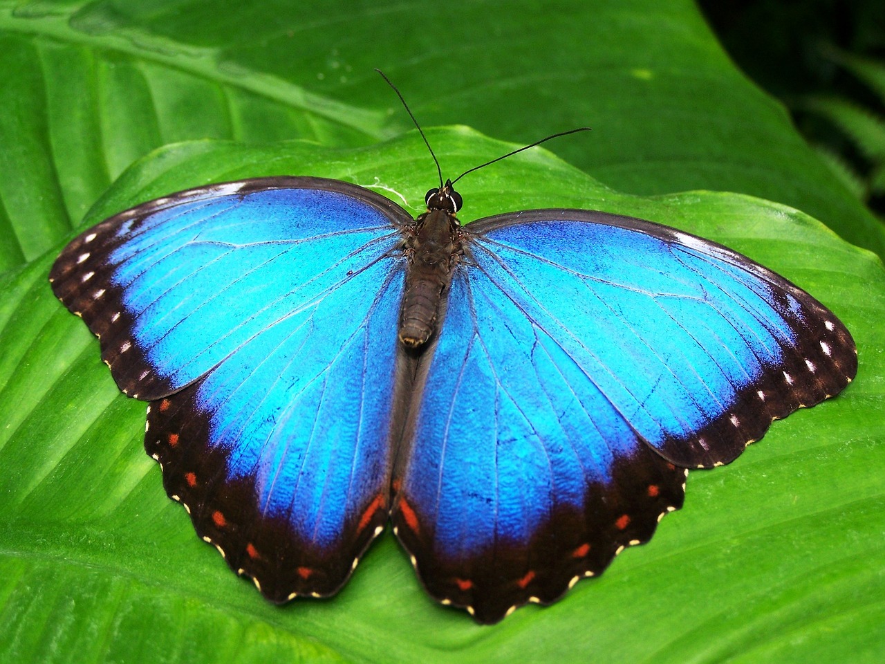 Motyl Morpho – fascynujące ciekawostki