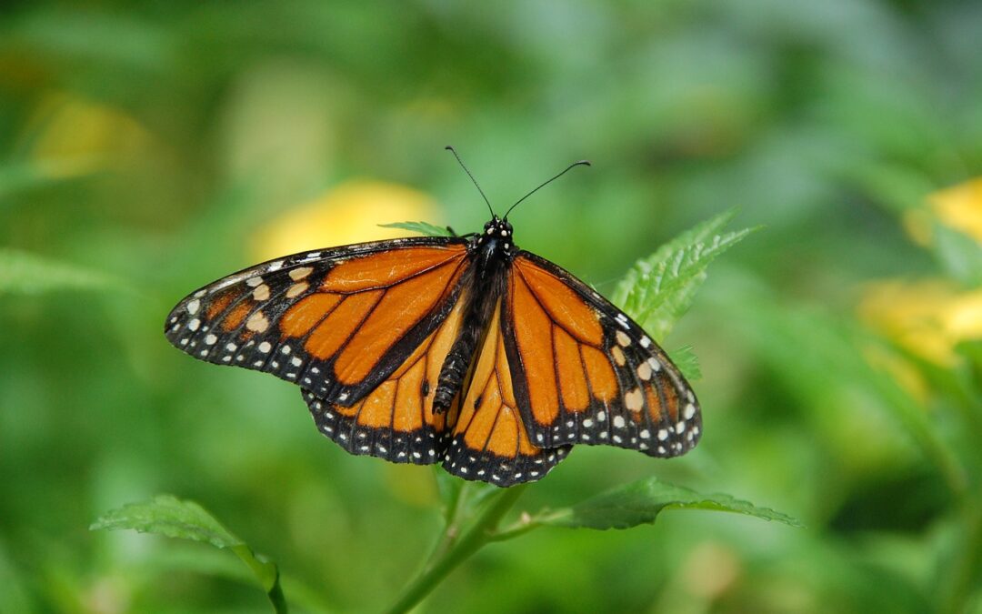 motyl monarcha