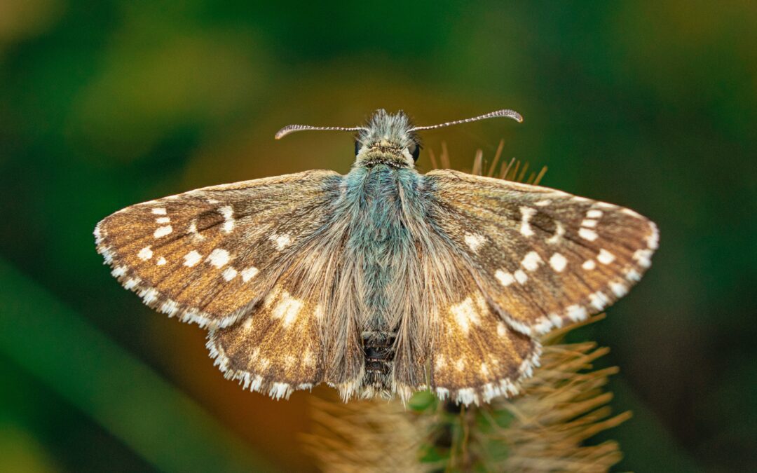 motyle-nocne-poznaj-ich-tajemnice-motylarnia-rozewie