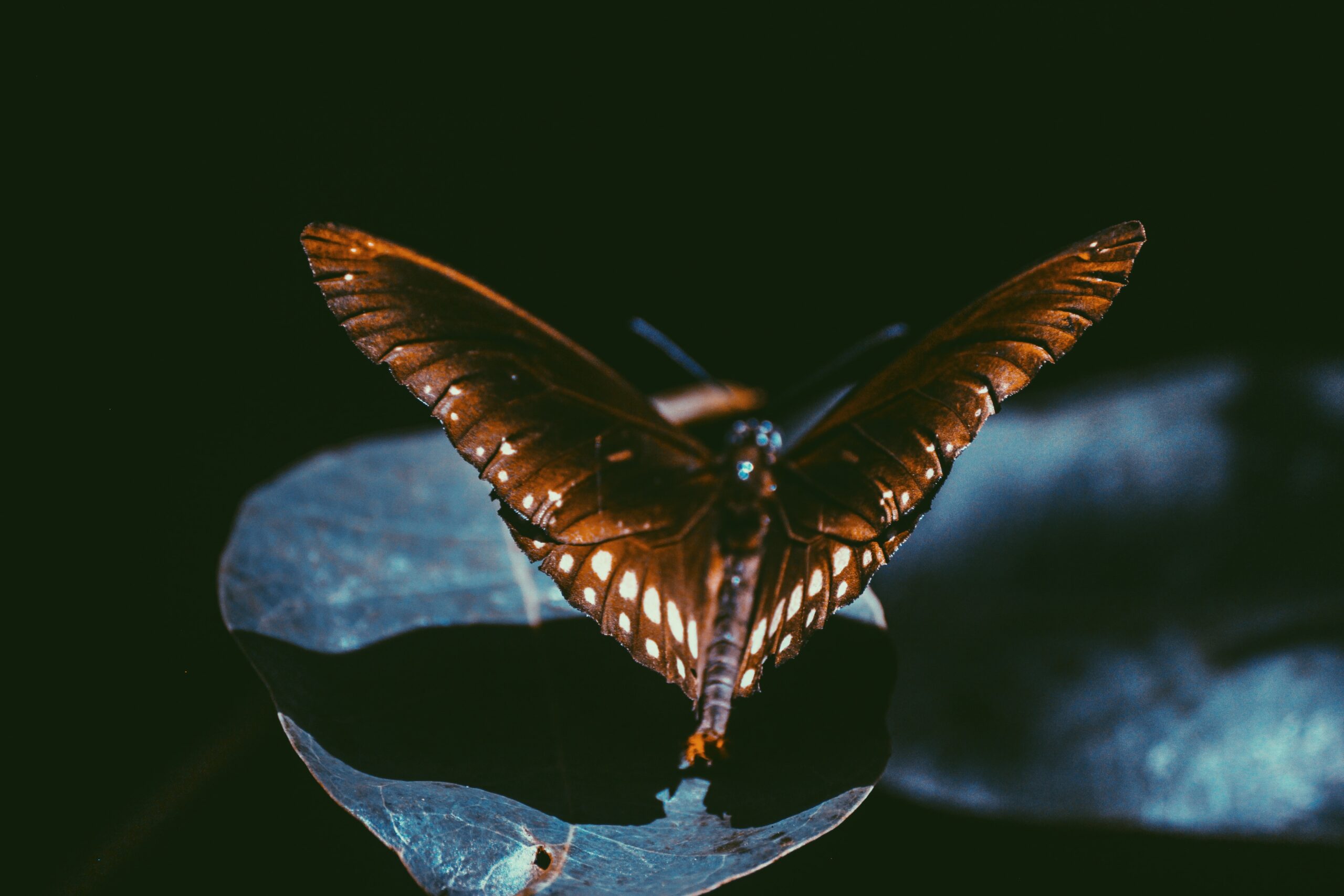 Obserwacja motyli w Polsce. Gdzie i kiedy obserwować te piękne owady?