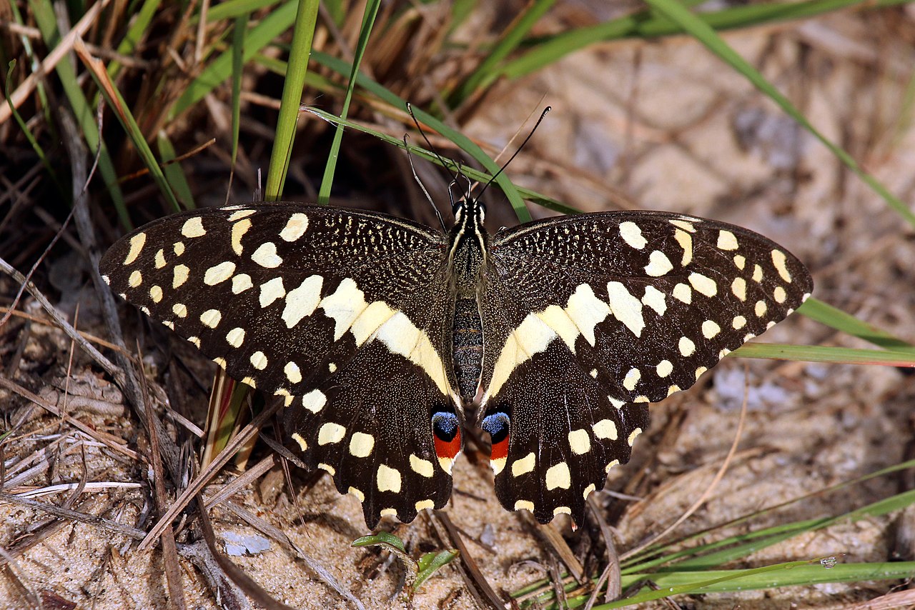 Papilio demodocus