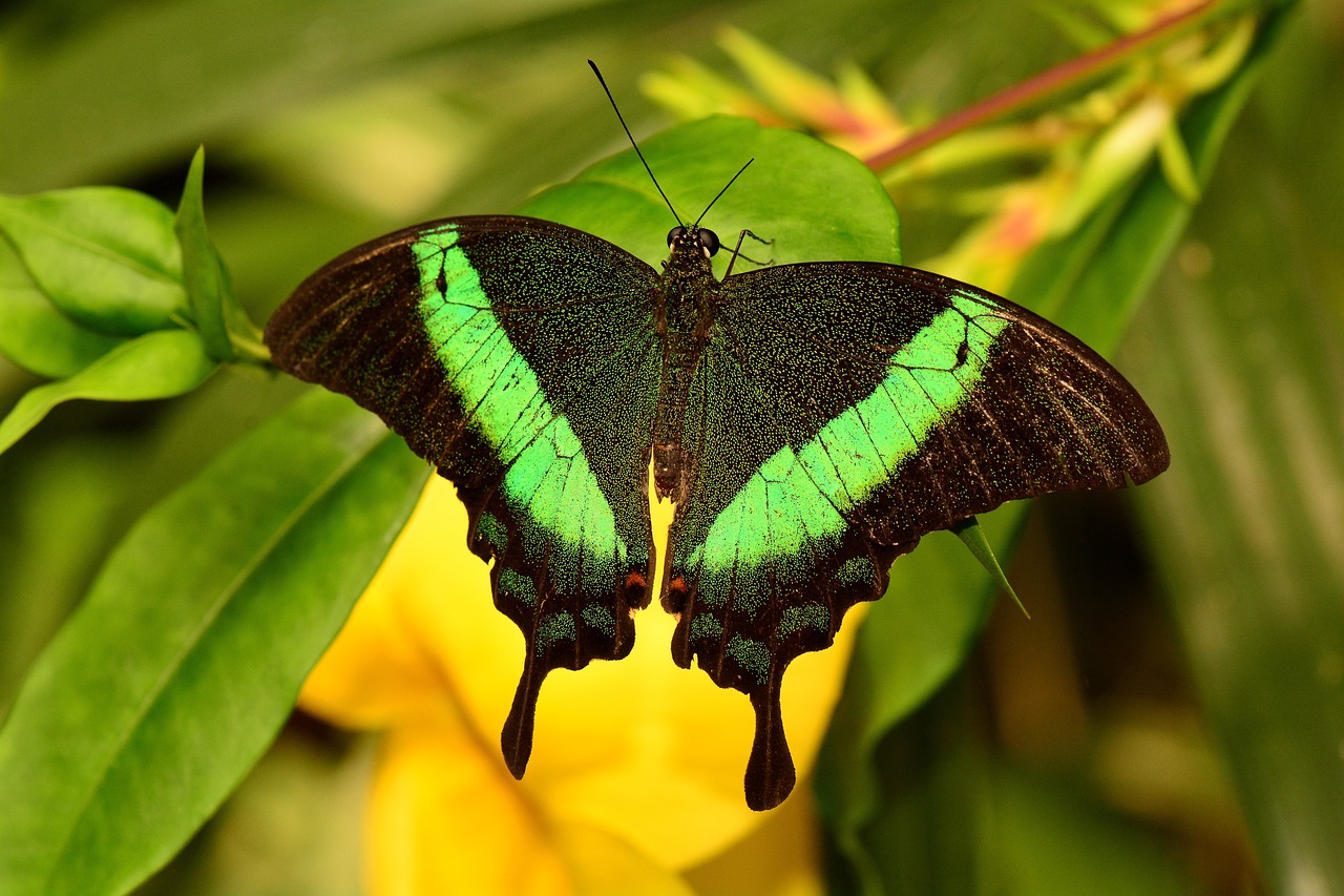 Papilio palinurus