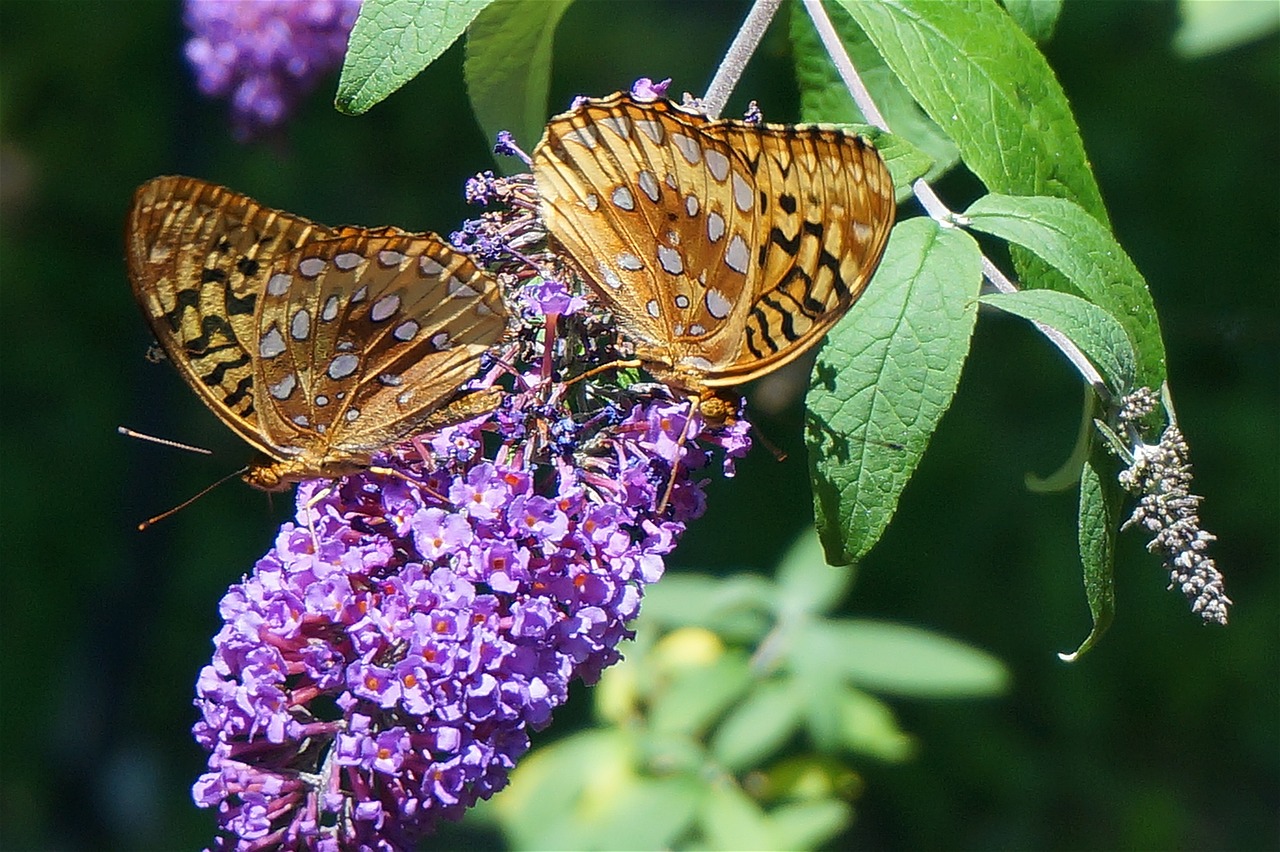 Tajemnice długowieczności motyli: Jak długo żyją te delikatne stworzenia?