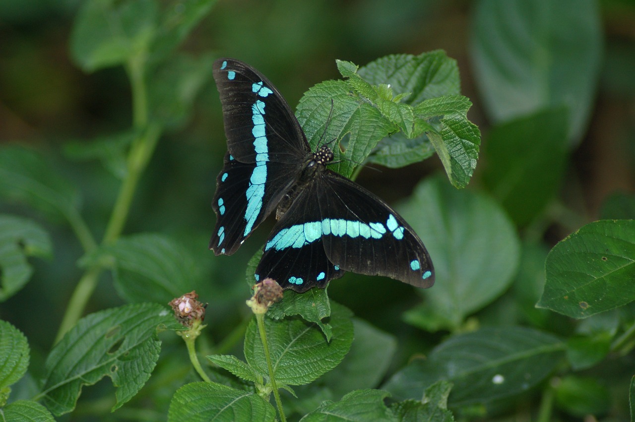 Papilio nireus