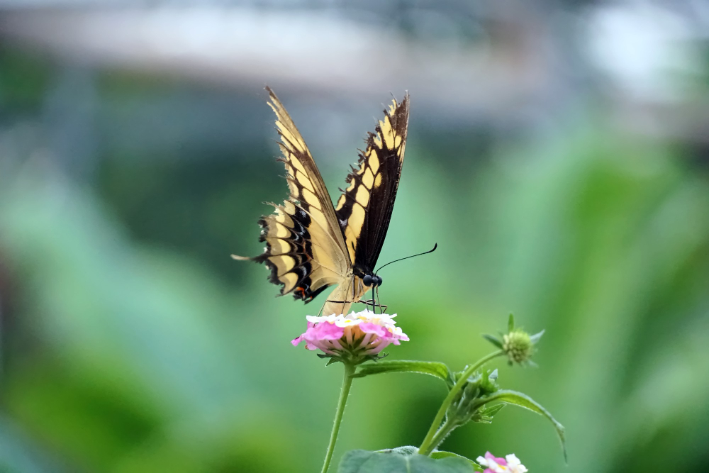 Tworzenie przyjaznej przestrzeni dla motyli. Jakie rośliny posadzić w ogrodzie?