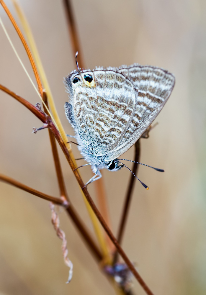 Motyl w domu zimą – co oznacza?