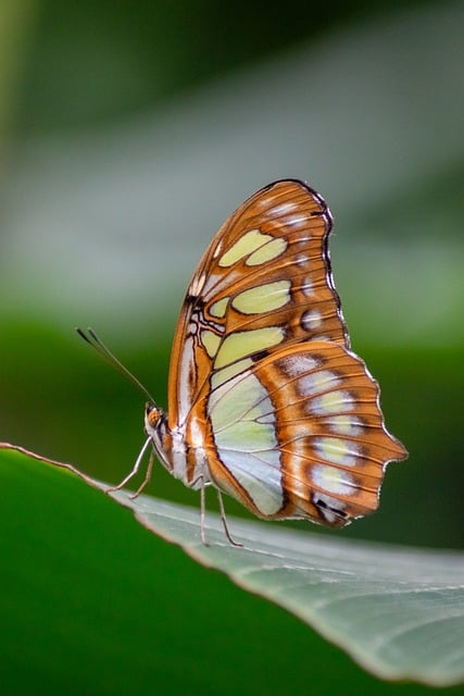 Domek dla motyli – jak zrobić, czym wypełnić i gdzie powinien się znajdować?