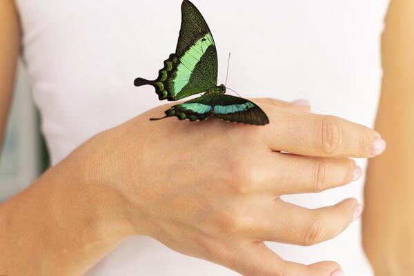 Dlaczego motyle są wskaźnikami zdrowia środowiska?