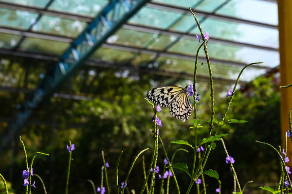 Przewodnik po Motylarni – co warto wiedzieć przed wizytą?