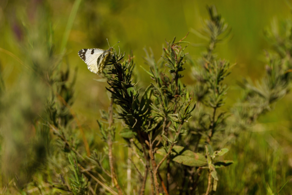Szlaki przyrodnicze wokół Rozewia – spacer z motylami w tle