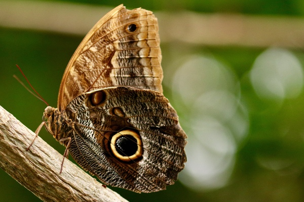 Motyl sowa (Caligo) – gigant z „oczami” na skrzydłach